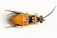 Nematus umbratus