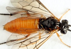 Nematus umbratus