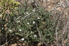 Ruschia recurva