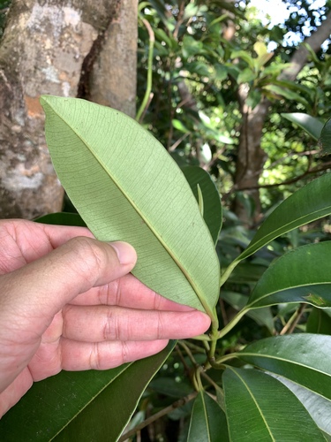 Syzygium densinervium, photograph 4