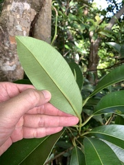 Syzygium densinervium, photograph (c) 呂一起(Lyu yi-chi), some rights reserved (CC BY)