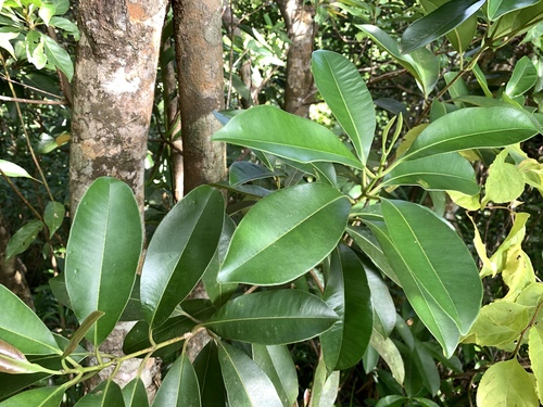 Syzygium densinervium, photograph 3
