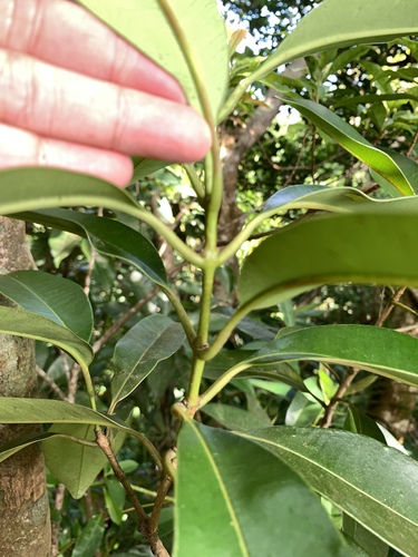 Syzygium densinervium, photograph 5