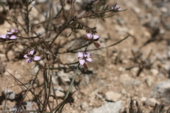 Polygala ericifolia