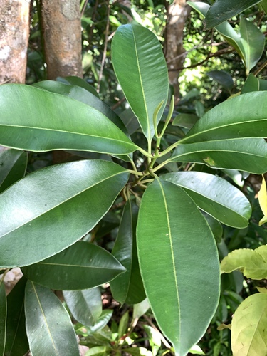 Syzygium densinervium, photograph 6
