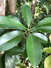 Syzygium densinervium, photograph (c) 呂一起(Lyu yi-chi), some rights reserved (CC BY)