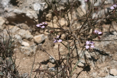 Polygala ericifolia
