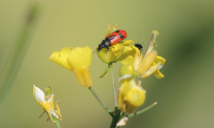 Arthrobrachus nigromaculatus