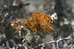 Teloschistes inflatus