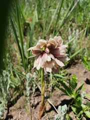 Eulophia leontoglossa