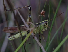 Schistocerca alutacea