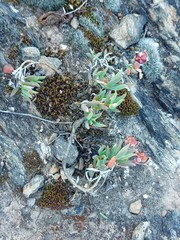 Trichodiadema gracile