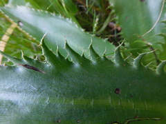 Eryngium serra