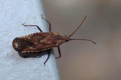 Cysteochila delineata