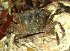 Hemigrapsus takanoi