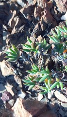 Trichodiadema gracile