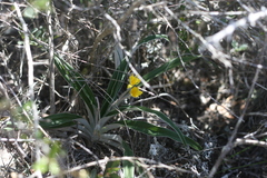 Hypoxis stellipilis
