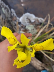 Moraea huttonii