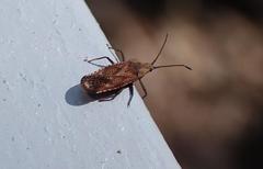 Cysteochila delineata