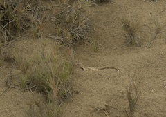 Microlophus thoracicus