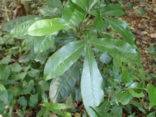 Vepris trichocarpa, photograph 3