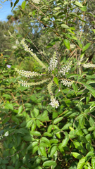 Aloysia gratissima