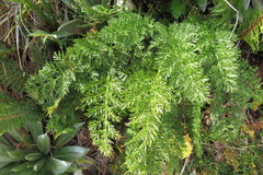 Anisotome haastii