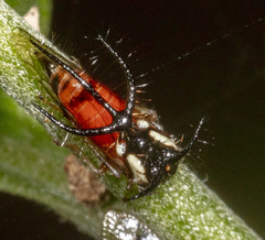 Cyphonia trifida
