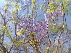 Jacaranda mimosifolia