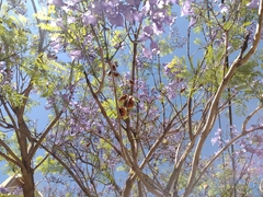 Jacaranda mimosifolia
