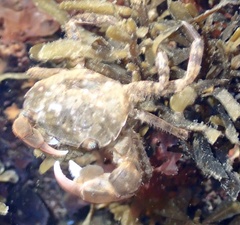 Hemigrapsus takanoi