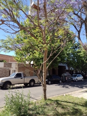 Jacaranda mimosifolia