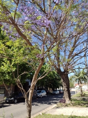 Jacaranda mimosifolia