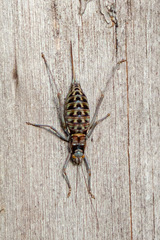 Corsteropleurus chopardi