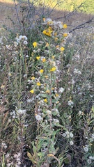 Hieracium virosum