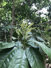 Senefeldera verticillata