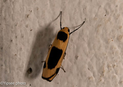 Thysanoptyx tetragona