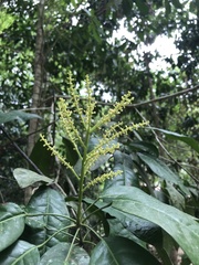 Senefeldera verticillata