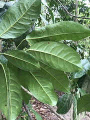 Senefeldera verticillata