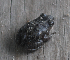 Hylambates maculatus