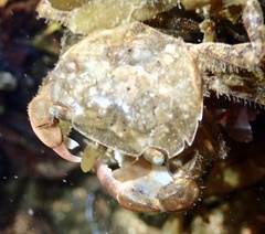 Hemigrapsus takanoi