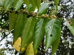 Glochidion lanceolatum