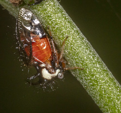 Cyphonia trifida