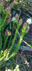 Selago ramosissima