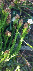 Selago ramosissima
