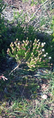 Selago ramosissima