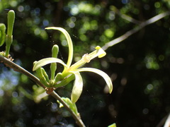 Turraea floribunda