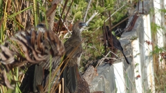Ortalis araucuan