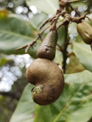 Anacardium