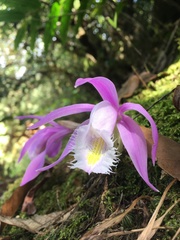 Pleione praecox